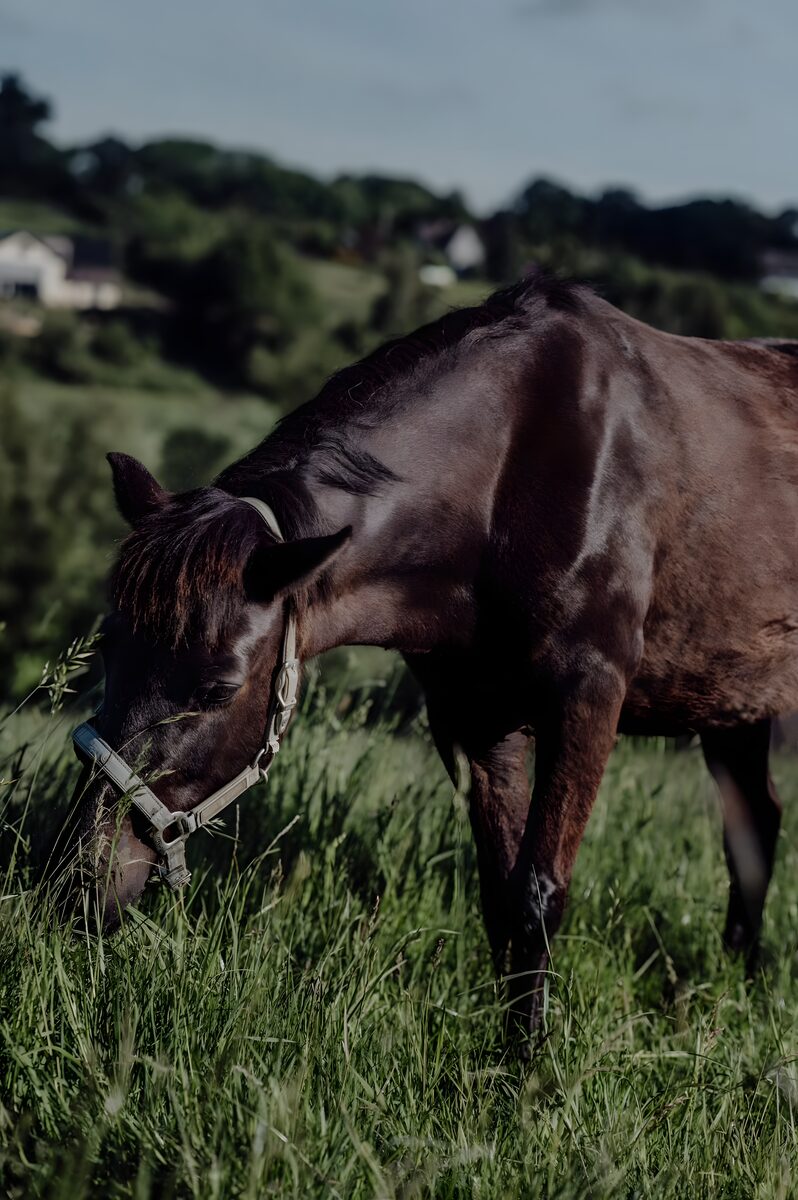 Pony Casper im hohen Gras