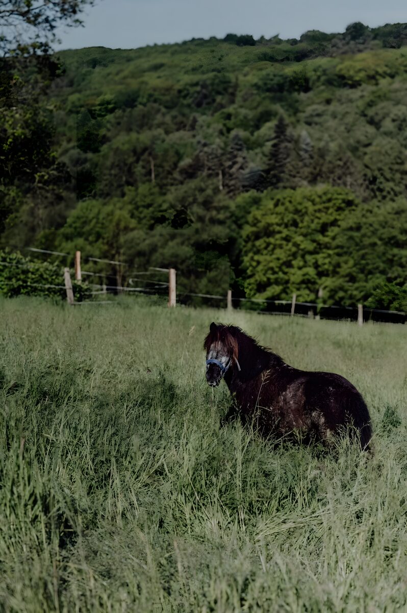 Pony Donnie auf der Sommerweide