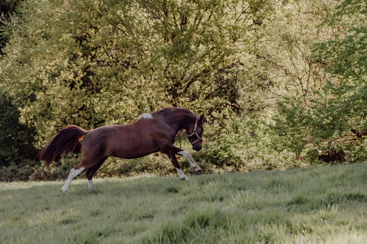 Pony Lauser, Ausbildung zum Kinderpony