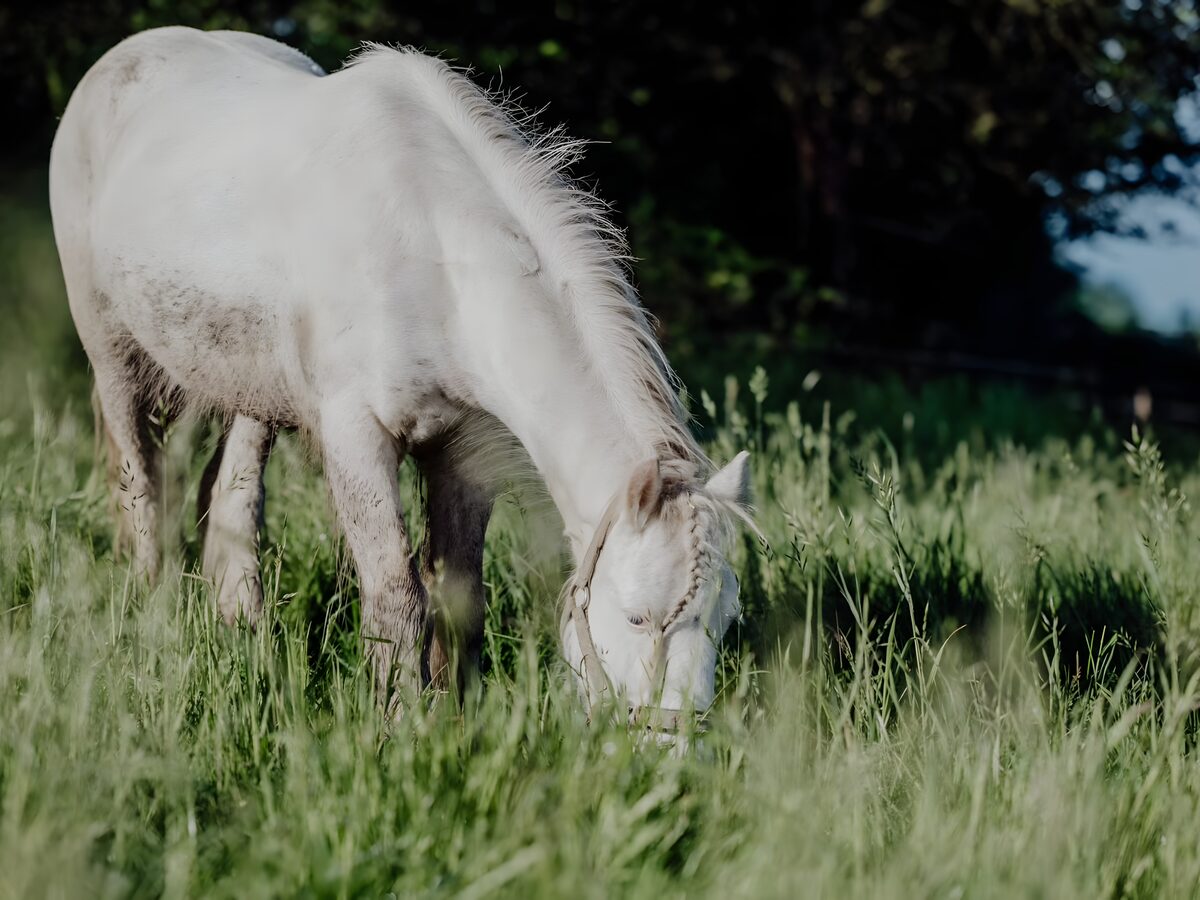 Pony mit geflochtener Mähne grast entspannt auf der Weide, individuelle Ponyzeit