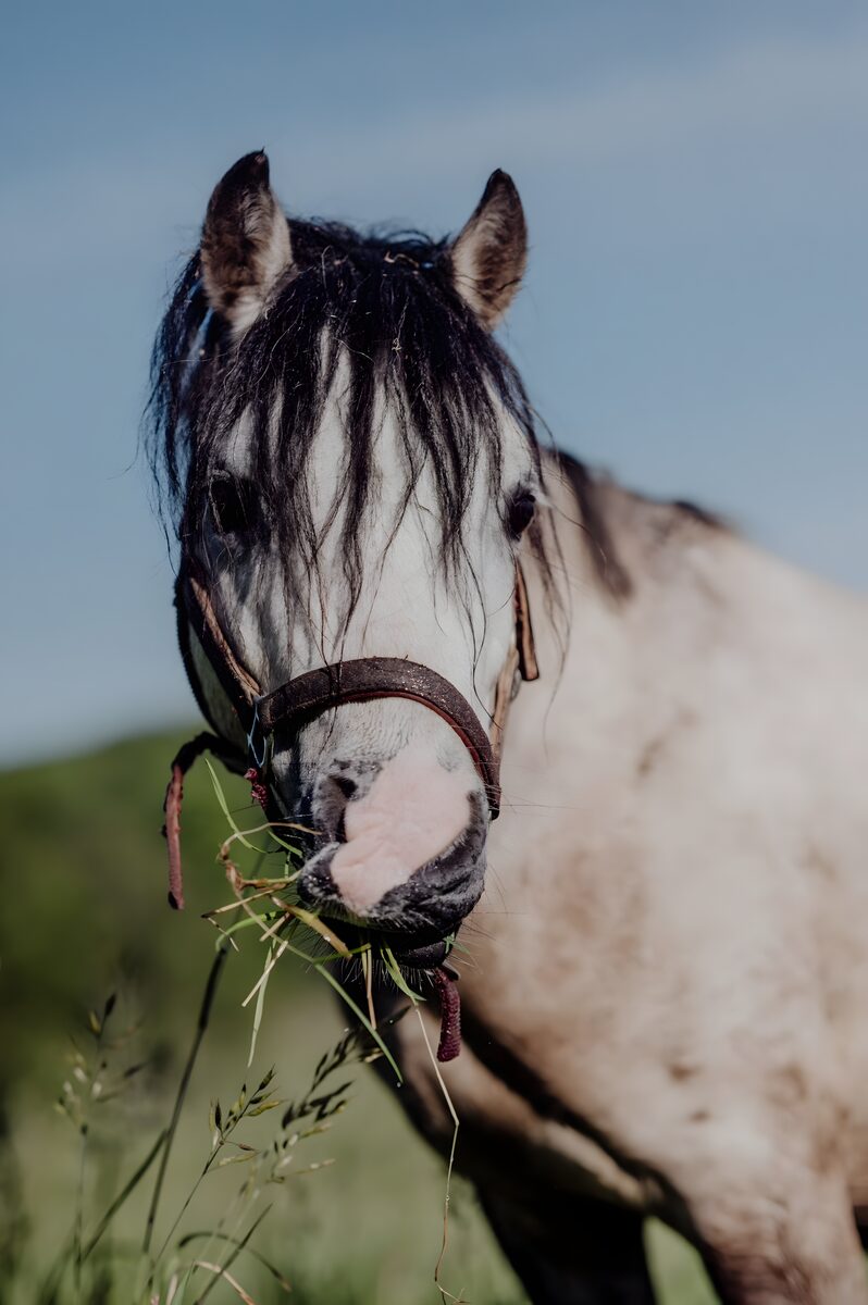 Nahaufnahme eines Ponys vor blauem Himmel